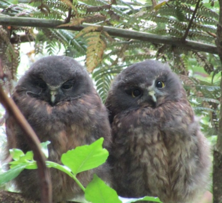 Image: Morepork