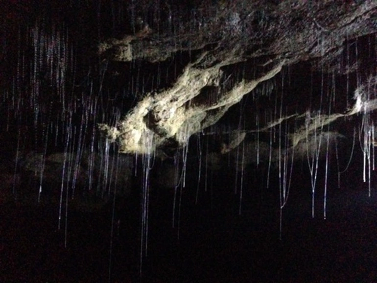 Image: New Zealand Glow Worm