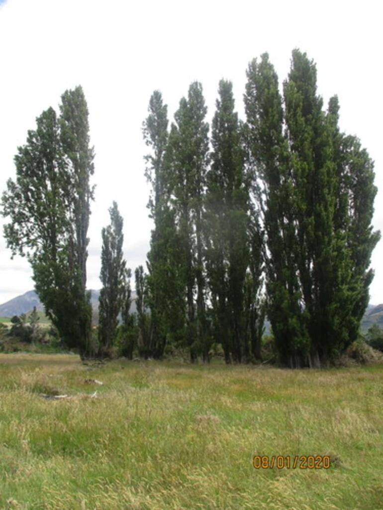 Image: Black Poplar