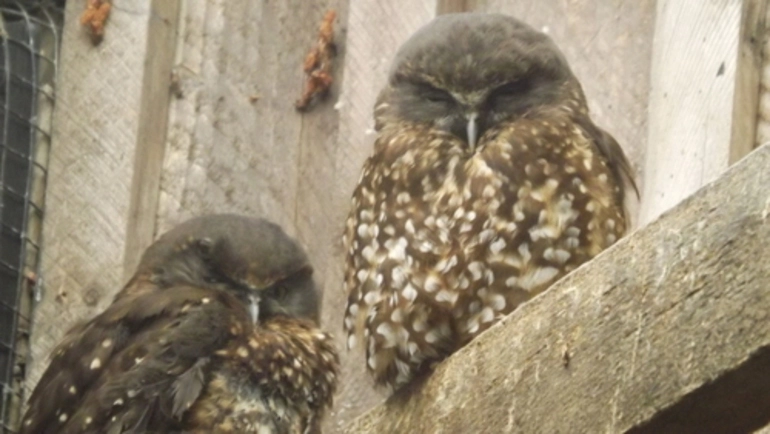 Image: Morepork