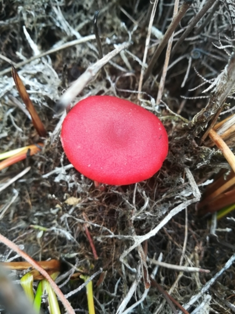 Image: Vermilion Waxcap