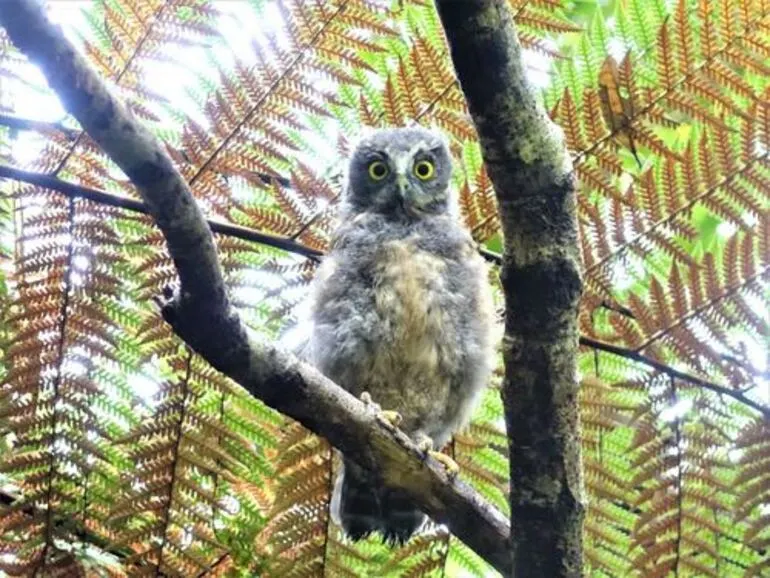 Image: Morepork