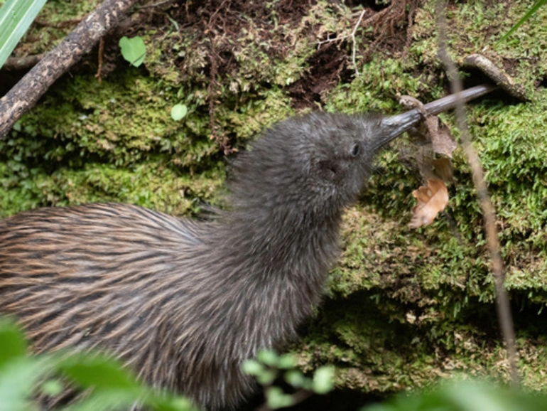 Image: Stewart Island Brown Kiwi