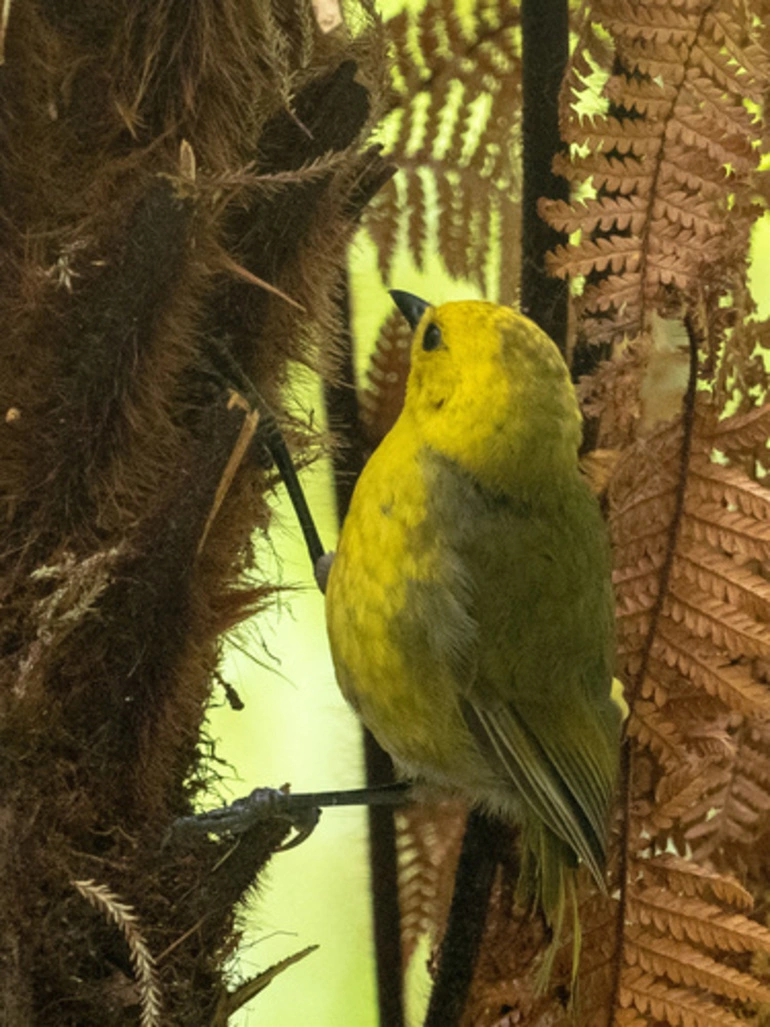 Image: Yellowhead