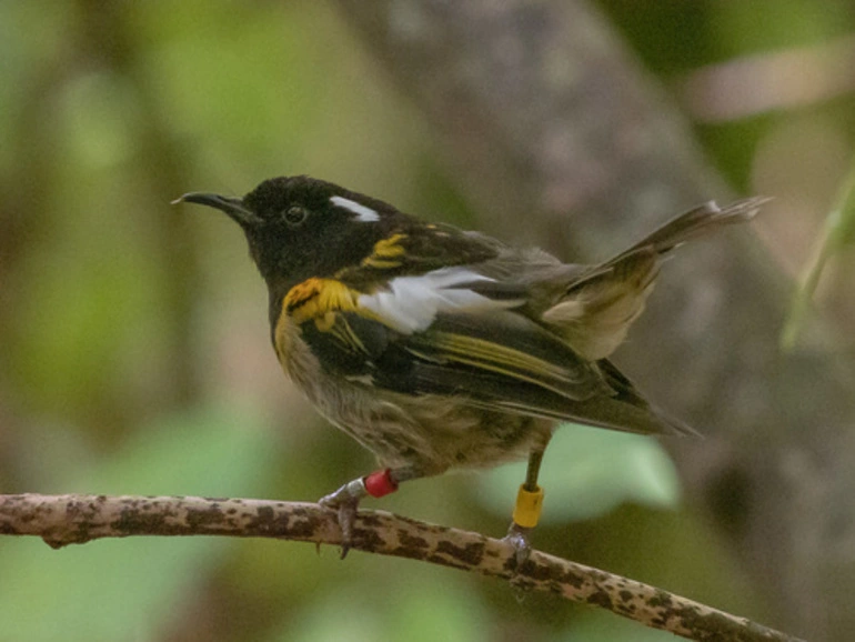 Image: Stitchbird