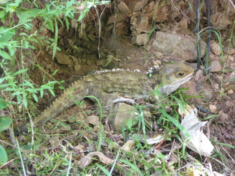 Image: Tuatara