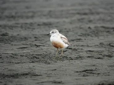 Image: Northern Red-breasted Plover