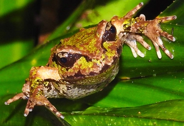 Image: Archey's Frog