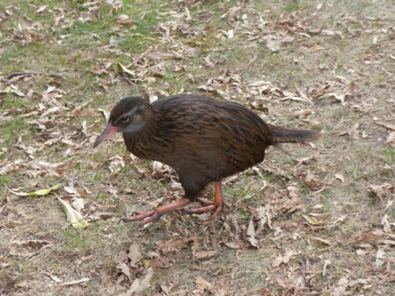 Image: Western Weka