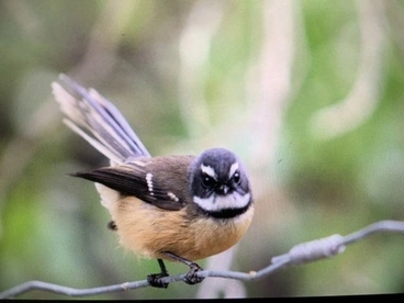 South Island Fantail Image: South Island Fantail