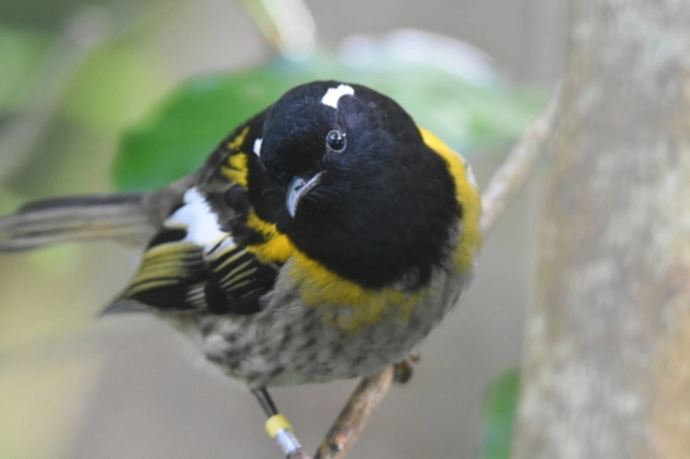 Image: Stitchbird