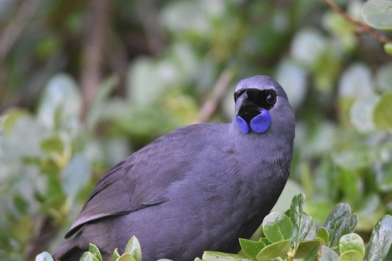 Image: North Island Kokako
