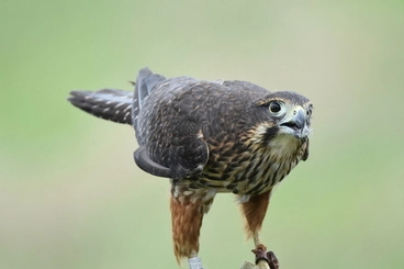 Image: New Zealand Falcon