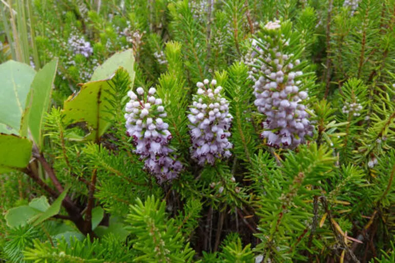 Image: Cornish Heath