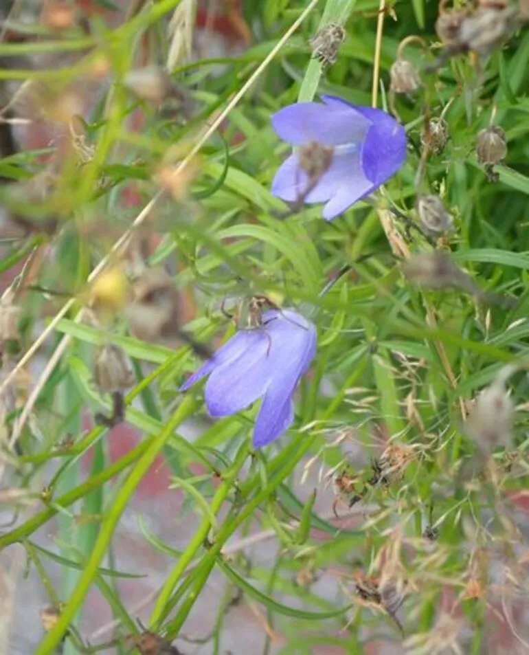 Image: Harebell