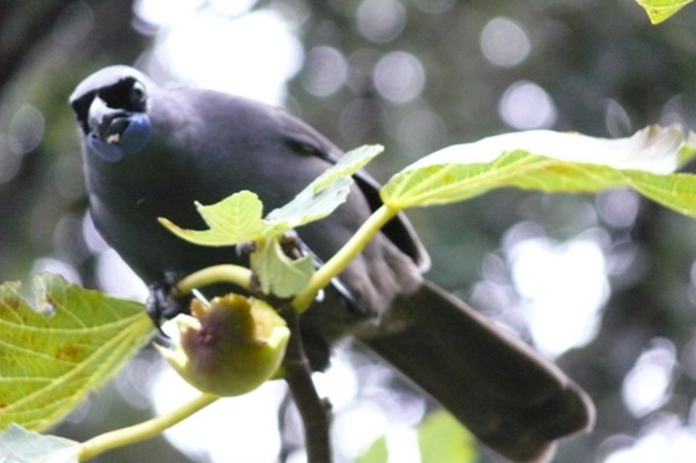 Image: North Island Kokako