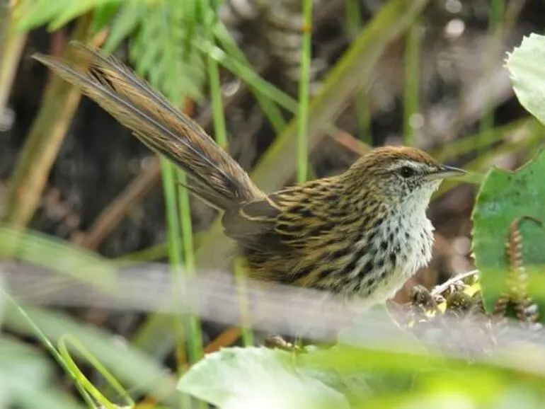 Image: North Island Fernbird