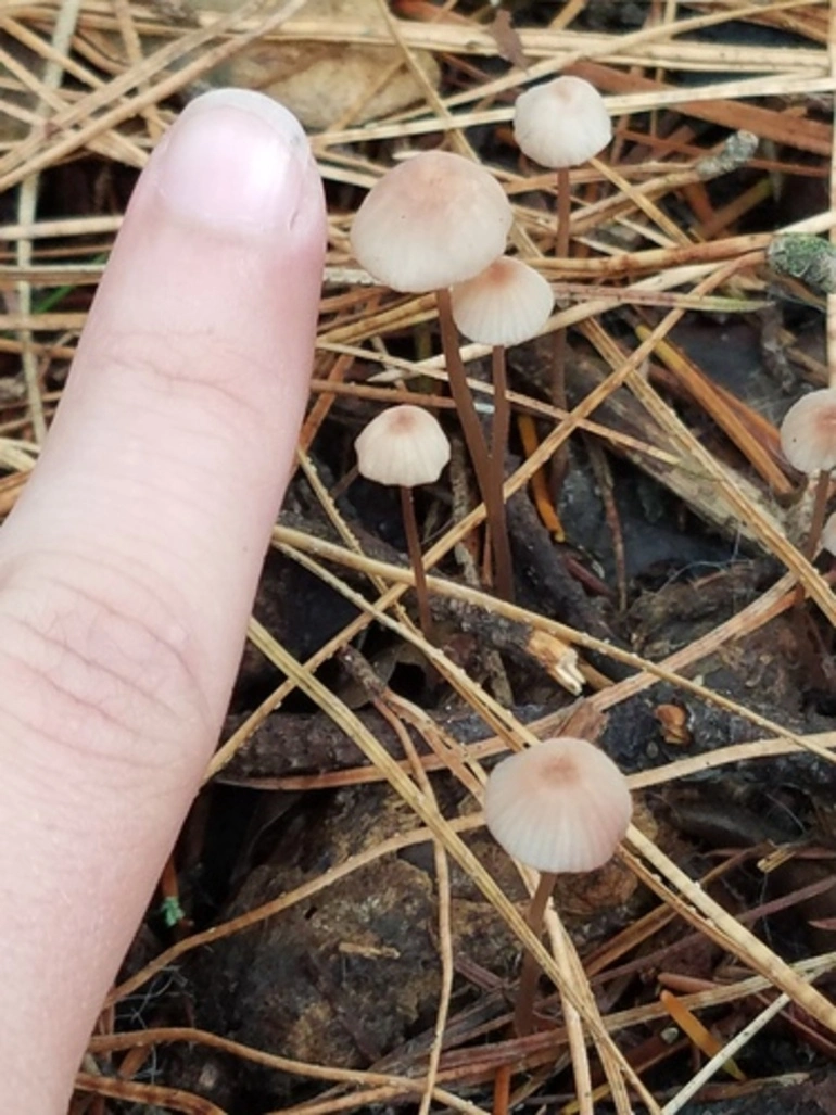 Image: Mushroom