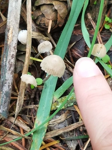 Image: Mushroom