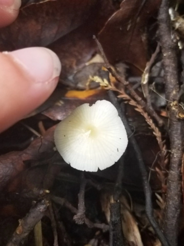 Image: mushroom