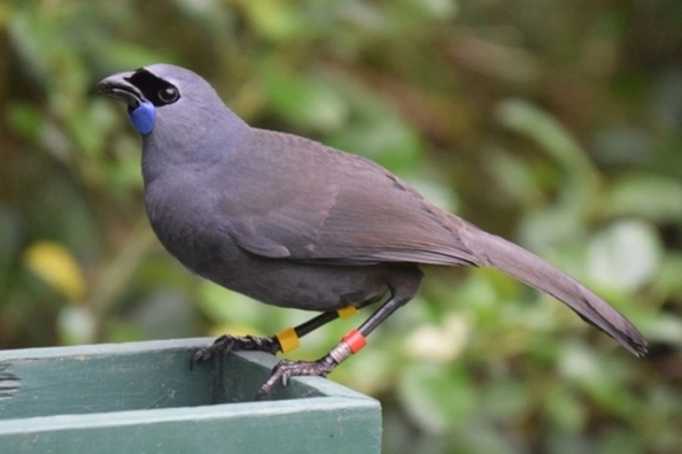 Image: North Island Kokako