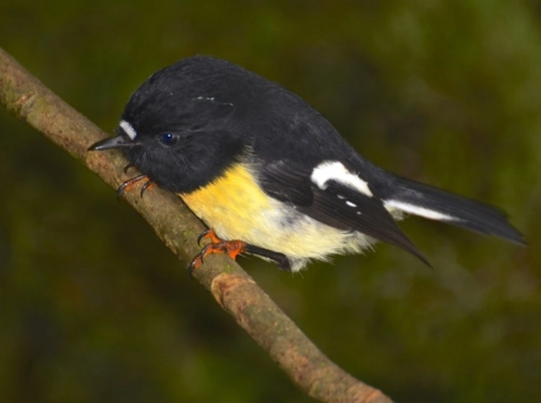Image: South Island Tomtit
