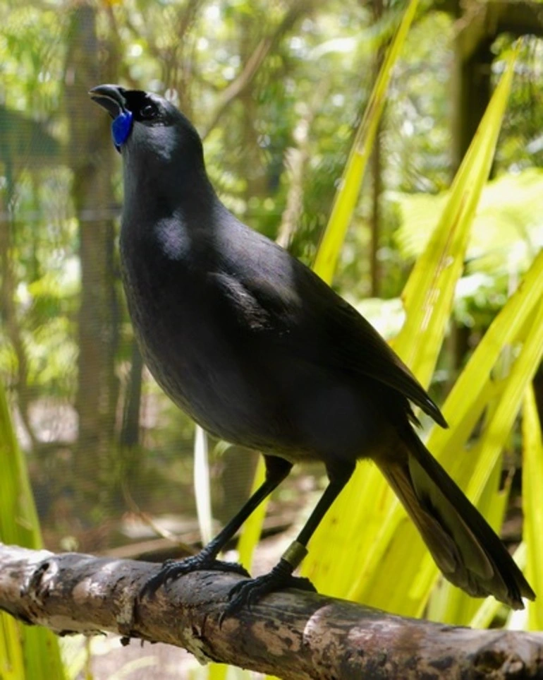 Image: North Island Kokako