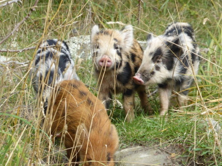 Image: Domestic Pig