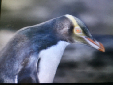 Image: Yellow-eyed Penguin