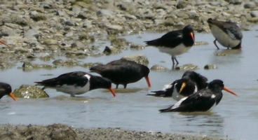 Image: Variable Oystercatcher