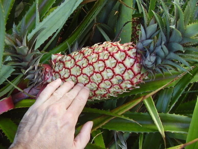 Image: Abacaxí do mato