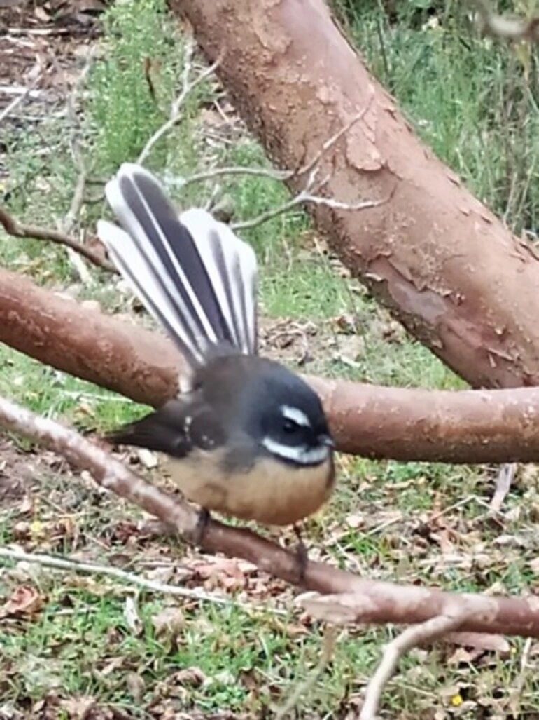 Image: South Island Fantail