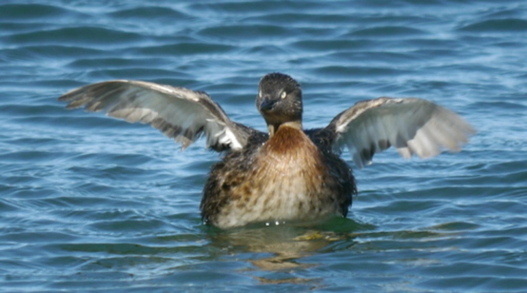 Image: New Zealand Dabchick