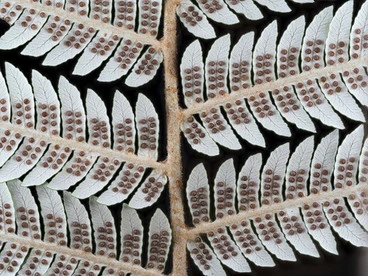 silver fern Image: silver fern