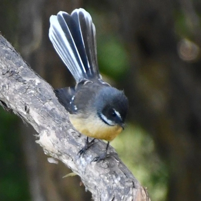 Image: South Island Fantail