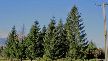 Image: Spruces