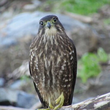 Image: New Zealand Falcon