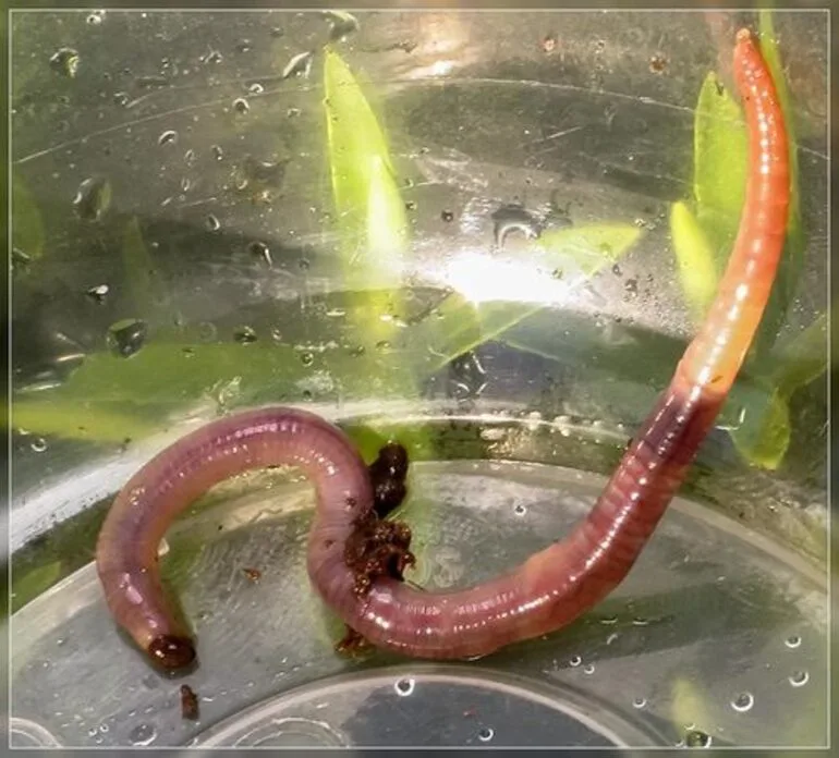 Image: Earthworms and allies