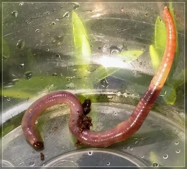 Image: Earthworms and allies