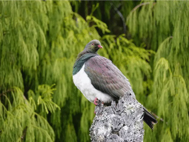Image: New Zealand Pigeon