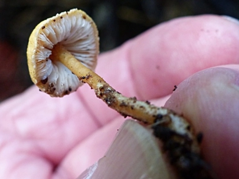 Image: gilled mushrooms