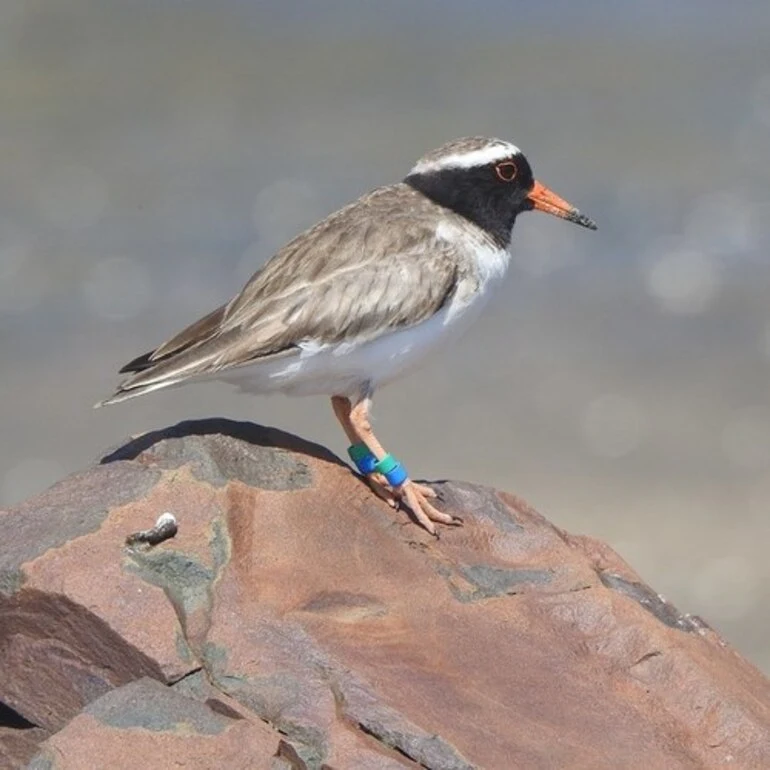 Image: Shore Plover