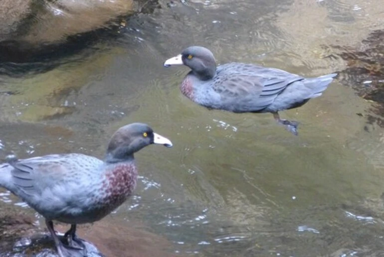 Image: Blue Duck