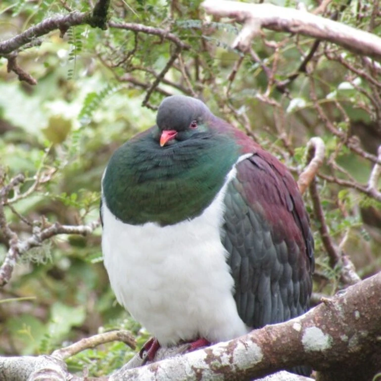Image: New Zealand Pigeon