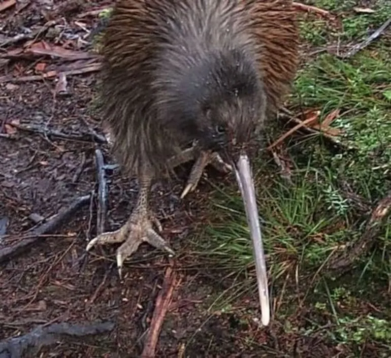 Image: Stewart Island Brown Kiwi