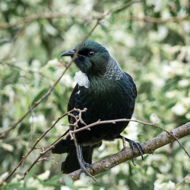 Image: Tui