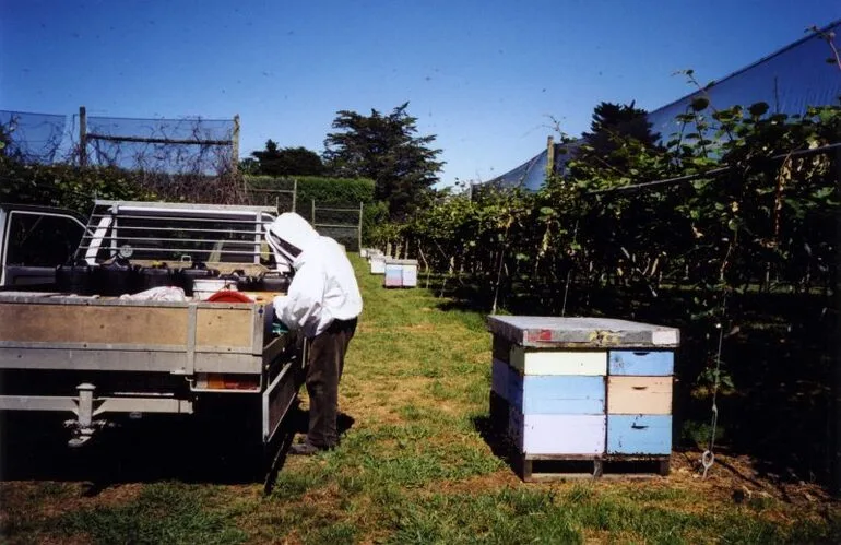 Image: Beehives