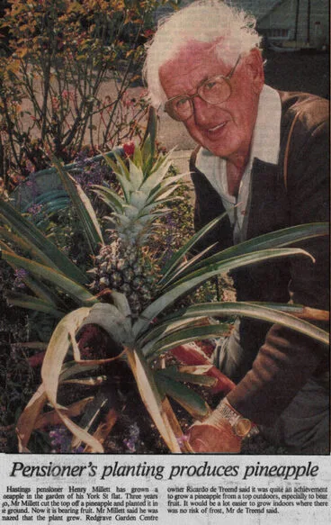 Newspaper Article 1994 – Pensioner’s planting produces pineapple Image: Newspaper Article 1994 – Pensioner’s planting produces pineapple