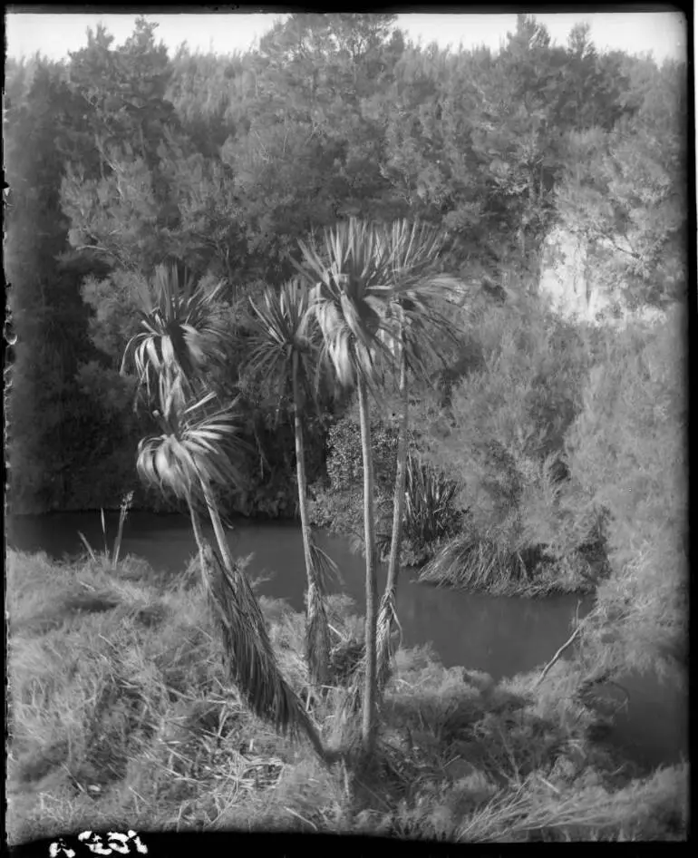 Image: Stream in the bush at Broadlands, 1912