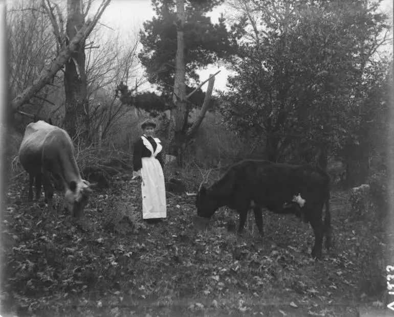 Image: Milk maid with cows at Vallombrosa, Remuera, 1906